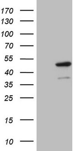 IDO2 Monoclonal Antibody (OTI2D11), TrueMAB , OriGene 100 &mu;L; Unconjugated:Antibodies,