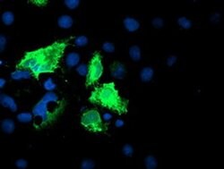 IDS Mouse anti-Human, Mouse, Clone: OTI1D9, liquid, TrueMAB 100 &mu;L;
