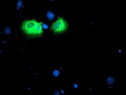 IDS Mouse anti-Canine, Human, Mouse, Rat, Clone: OTI4G2, lyophilized, TrueMAB