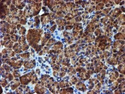 IDS Mouse anti-Human, Mouse, Clone: OTI1D9, liquid, TrueMAB 100 &mu;L;