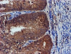 IDS Mouse anti-Human, Mouse, Clone: OTI1D9, liquid, TrueMAB 100 &mu;L;