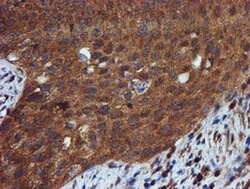 IDS Mouse anti-Human, Mouse, Clone: OTI1D9, liquid, TrueMAB 100 &mu;L;
