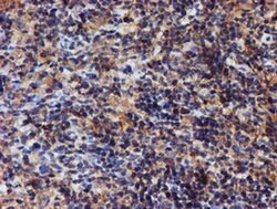 IDS Mouse anti-Human, Mouse, Clone: OTI1D9, liquid, TrueMAB 100 &mu;L;
