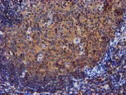 IDS Mouse anti-Human, Mouse, Clone: OTI1D9, liquid, TrueMAB 100 &mu;L;