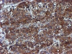 IDS Mouse anti-Human, Mouse, Clone: OTI1D9, liquid, TrueMAB 100 &mu;L;