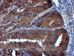 IDS Mouse anti-Canine, Human, Mouse, Rat, Clone: OTI4G2, lyophilized, TrueMAB