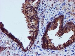 IDS Mouse anti-Canine, Human, Mouse, Rat, Clone: OTI4G2, lyophilized, TrueMAB