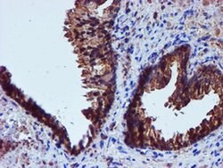 IDS Mouse anti-Canine, Human, Mouse, Rat, Clone: OTI4G2, liquid, TrueMAB
