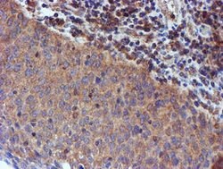 IDS Mouse anti-Canine, Human, Mouse, Rat, Clone: OTI4G2, lyophilized, TrueMAB