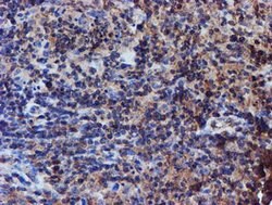 IDS Mouse anti-Canine, Human, Mouse, Rat, Clone: OTI4G2, lyophilized, TrueMAB