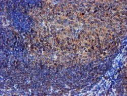 IDS Mouse anti-Canine, Human, Mouse, Rat, Clone: OTI4G2, lyophilized, TrueMAB