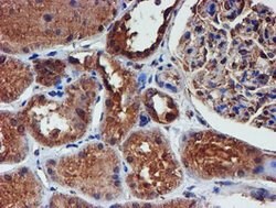 IDS Mouse anti-Canine, Human, Mouse, Rat, Clone: OTI4G2, lyophilized, TrueMAB