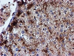 IDS Mouse anti-Canine, Human, Mouse, Rat, Clone: OTI4G2, lyophilized, TrueMAB