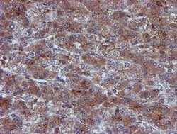 IDS Mouse anti-Canine, Human, Mouse, Rat, Clone: OTI4G2, lyophilized, TrueMAB