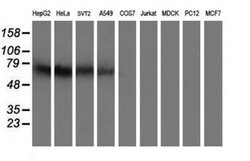 IDS Mouse anti-Human, Mouse, Clone: OTI1D9, liquid, TrueMAB 100 &mu;L;