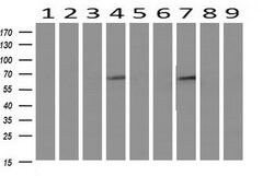 IDS Mouse anti-Human, Mouse, Clone: OTI1D9, liquid, TrueMAB 100 &mu;L;