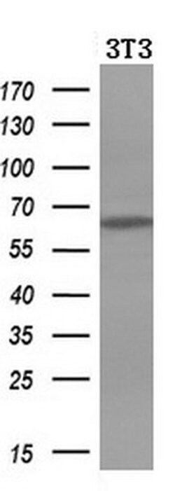 IDS Mouse anti-Human, Mouse, Clone: OTI1D9, liquid, TrueMAB 100 &mu;L;