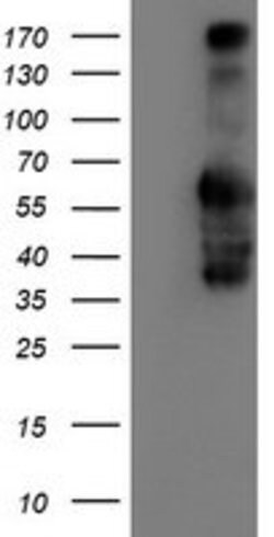 IDS Mouse anti-Canine, Human, Mouse, Rat, Clone: OTI4G2, lyophilized, TrueMAB
