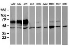 IDS Mouse anti-Canine, Human, Mouse, Rat, Clone: OTI4G2, lyophilized, TrueMAB