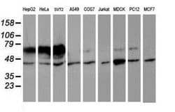 IDS Mouse anti-Canine, Human, Mouse, Rat, Clone: OTI4G2, liquid, TrueMAB