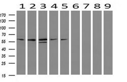 IDS Mouse anti-Canine, Human, Mouse, Rat, Clone: OTI4G2, lyophilized, TrueMAB