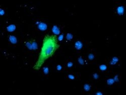 IFI35 Mouse anti-Human, Clone: OTI1C9, lyophilized, TrueMAB 100 &mu;g;