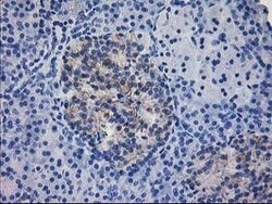 IFI35 Mouse anti-Human, Clone: OTI1C9, lyophilized, TrueMAB 100 &mu;g;
