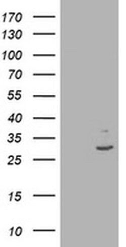 IFI35 Monoclonal Antibody (OTI1E3), TrueMAB , OriGene:Antibodies:Primary