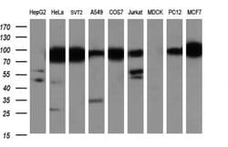 IFIT1 Mouse anti-Human, Mouse, Rat, Clone: OTI3G8, liquid, TrueMAB 100