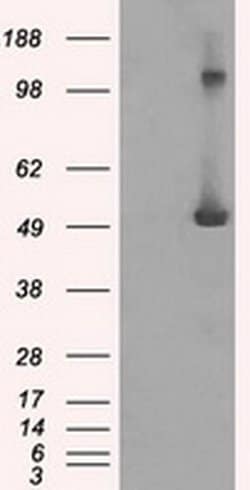 IFIT3 Mouse anti-Human, Clone: OTI1G1, liquid, TrueMAB 30 &mu;L; Unconjugated:Antibodies,