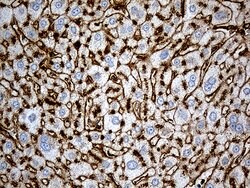 IFITM2 Monoclonal Antibody (OTI2B3), TrueMAB , OriGene 100 &mu;L; Unconjugated:Antibodies,