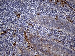 IFITM2 Monoclonal Antibody (OTI6D11), TrueMAB , OriGene 100 &mu;L; Unconjugated:Antibodies,