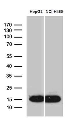 IFITM2 Monoclonal Antibody (OTI2B3), TrueMAB , OriGene 100 &mu;L; Unconjugated:Antibodies,