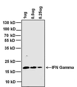 Invitrogen™ IFN gamma Monoclonal Antibody (B133.5)