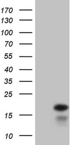 IFNG Monoclonal Antibody (OTI1G7), TrueMAB , OriGene:Antibodies:Primary