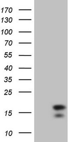 IFNG Monoclonal Antibody (OTI1G10), TrueMAB , OriGene:Antibodies:Primary