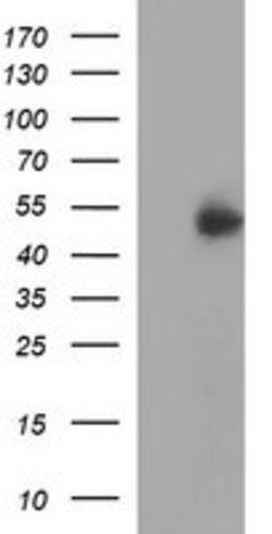 IFNGR2 Mouse anti-Human, Clone: OTI1C2, lyophilized, TrueMAB 100 &mu;g;