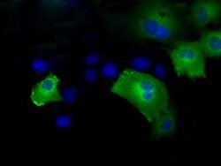 IFT57 Mouse anti-Human, Clone: OTI4F6, liquid, TrueMAB 100 &mu;L; Unconjugated:Antibodies,