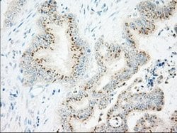 IFT57 Monoclonal Antibody (OTI5B6), TrueMAB , OriGene 100 &mu;L; Unconjugated:Antibodies,