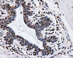 IFT57 Mouse anti-Human, Clone: OTI4F6, liquid, TrueMAB 100 &mu;L; Unconjugated:Antibodies,