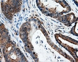 IFT57 Mouse anti-Human, Clone: OTI4F6, liquid, TrueMAB 100 &mu;L; Unconjugated:Antibodies,