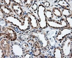 IFT57 Mouse anti-Human, Clone: OTI4F6, liquid, TrueMAB 100 &mu;L; Unconjugated:Antibodies,