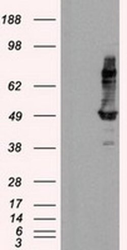IFT57 Mouse anti-Human, Clone: OTI4F6, liquid, TrueMAB 100 &mu;L; Unconjugated:Antibodies,