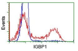 IGBP1 Mouse anti-Human, Clone: OTI4F6, lyophilized, TrueMAB 100 &mu;g | Buy Online | Origene Technologies | Fisher Scientific