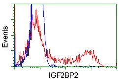 IGF2BP2 Mouse anti-Canine, Human, Clone: OTI4C4, lyophilized, TrueMAB 100