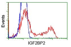 IGF2BP2 Mouse anti-Canine, Human, Clone: OTI3F9, lyophilized, TrueMAB 100
