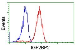 IGF2BP2 Mouse anti-Canine, Human, Clone: OTI3F9, lyophilized, TrueMAB 100