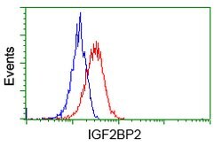 IGF2BP2 Mouse anti-Human, Clone: OTI3C8, lyophilized, TrueMAB 100 &mu;g;