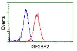 IGF2BP2 Mouse anti-Human, Clone: OTI3C8, lyophilized, TrueMAB 100 &mu;g;
