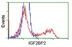 IGF2BP2 Mouse anti-Human, Clone: OTI4D10, liquid, TrueMAB 100 &mu;L; Unconjugated:Antibodies,